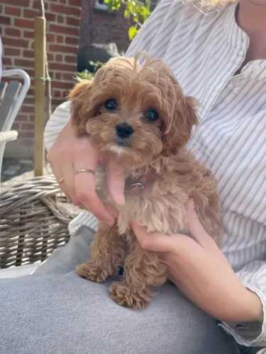 Poodle Se você ainda não encontrou o seu, talvez seja hora de conhecer este