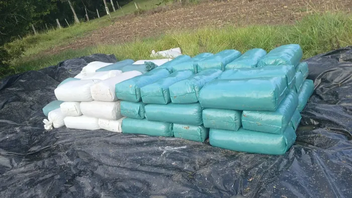 Disponível 50 sacos de silagem 