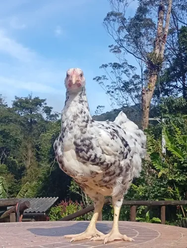 Ovos galado da galinha GSB