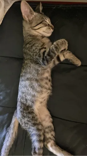 Gata fêmea para adoção