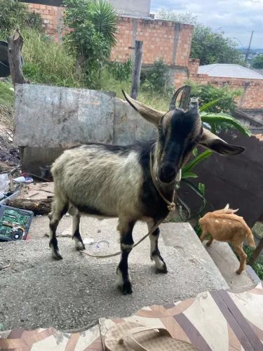 Cabrito macho