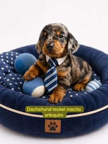 Pequenos Peludos Cheios de Amor dachshund macho arlequim