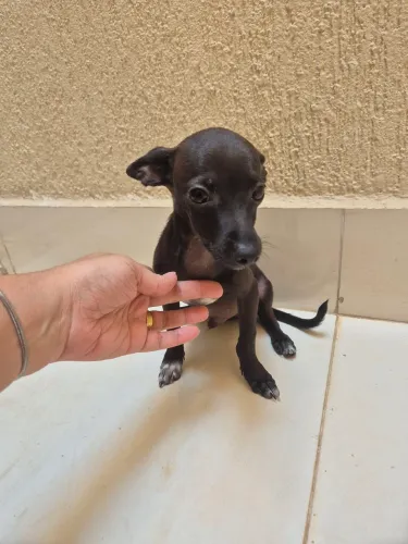 Filhote pinscher preto vacinado