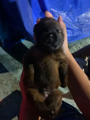 Vendo filhote de chow chow puro de pai e mãe