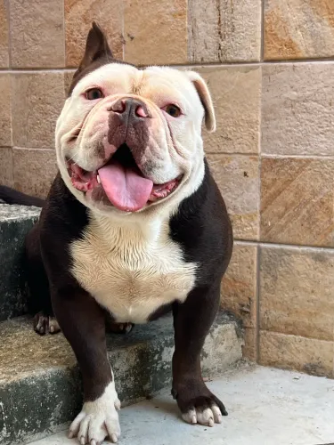 Buldogue Inglês