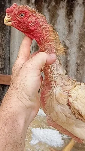 Galinhas bico curto