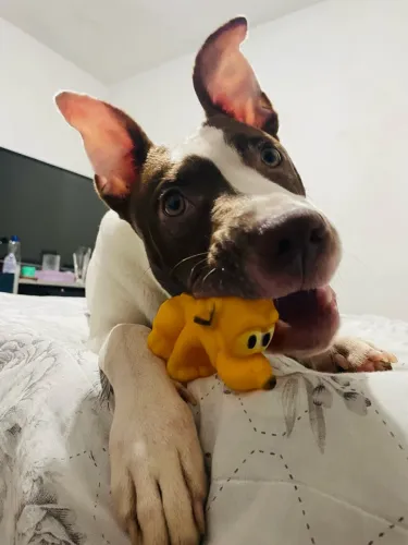 Doação de pitbull filhote 6 meses