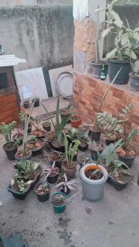 Plantas
