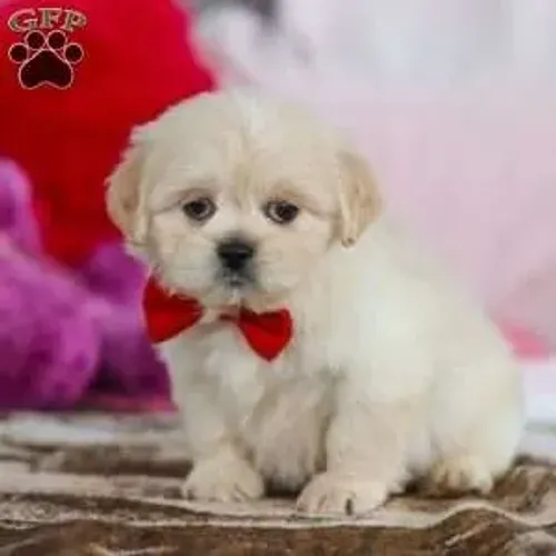 Lhasa Apso Macho/Fêmea - Disponível Hoje