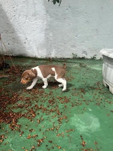 Filhotes Fox paulistinha