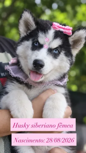 Husky siberiano fêmea