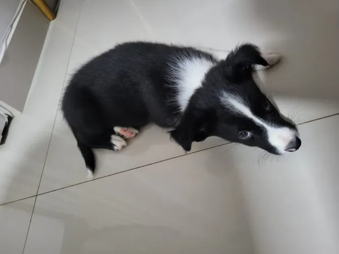 Filhote de Border Collie