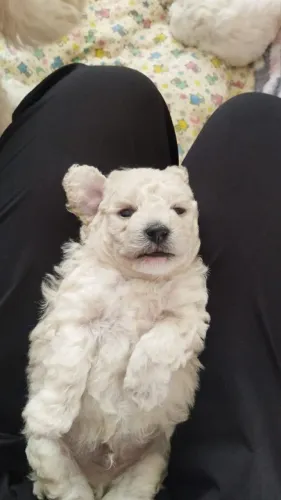 Poodle filhote Macho