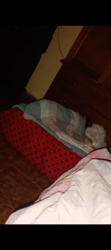 Cuidadora de Pets