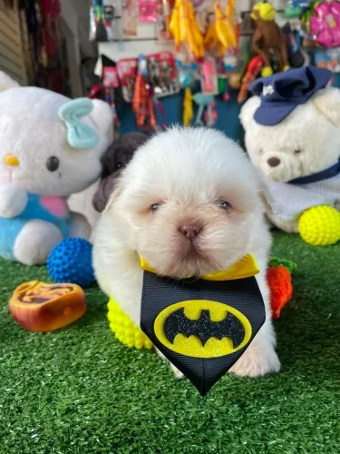 Shihtzu macho branco neve 