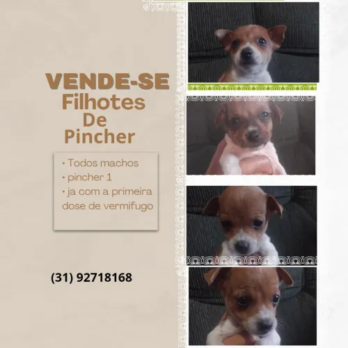 Vende se filhote de pincher