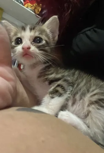 Gatinho dócil para adoção