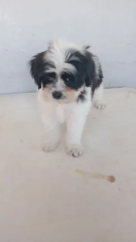 Vendo Shitzu com 70 dias ....900 reais