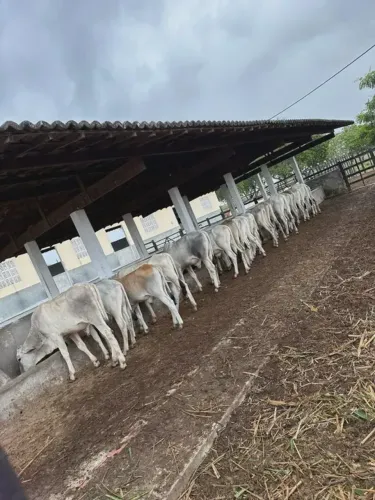 Haras com 10.5 hctares na região de Monte Alegre