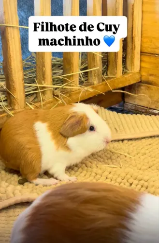Cuy porquinho da índia gigante