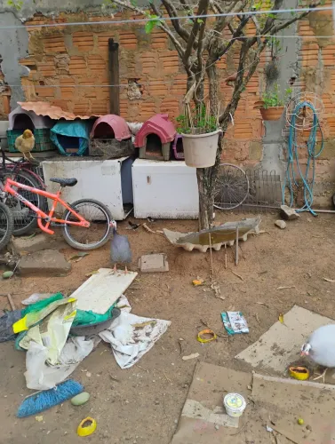 Vende-se galinha d Angola e frangos