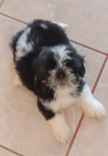 Pet da Raça shih Tzu 