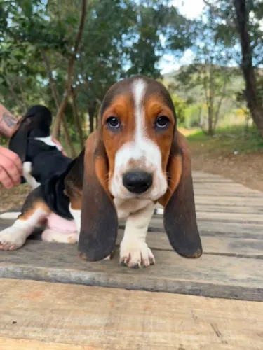 Filhotes de Basset Hound
