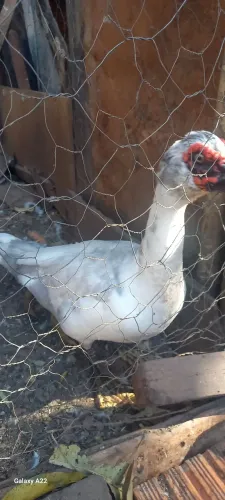 Pato macho