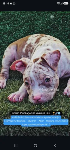 Filhote Macho Tri Chocolate Merle Oportunidade!