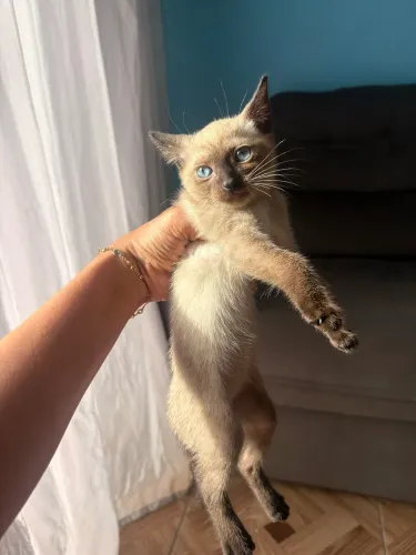 Doação de gatinhas