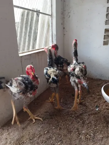 Frangos indio gigantes 