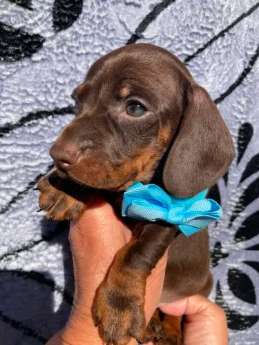 LINDOS FILHOTES DA RACA DARCSHUND CHOCOLATE