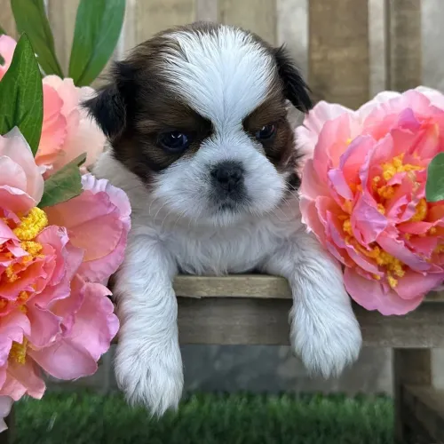 Shih tzu | O ursinho de Pelúcia real