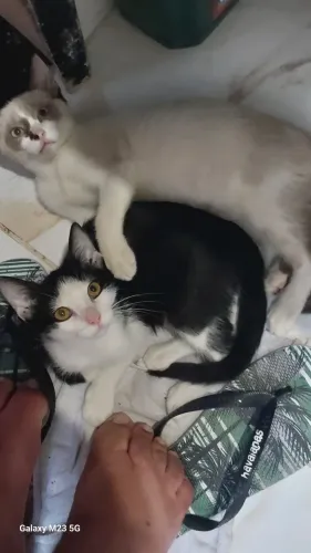 Doação de gato macho 