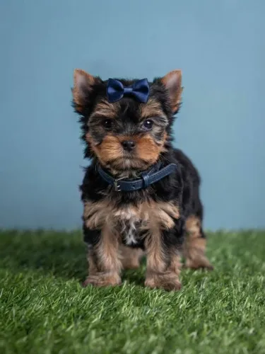 Seu mais novo filho de quatro patas 