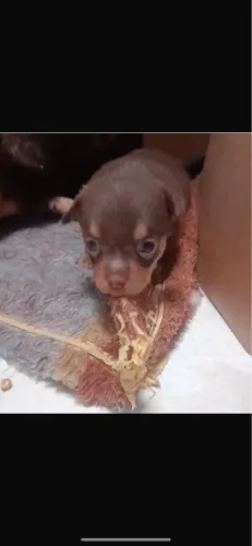 Pinscher chocolate