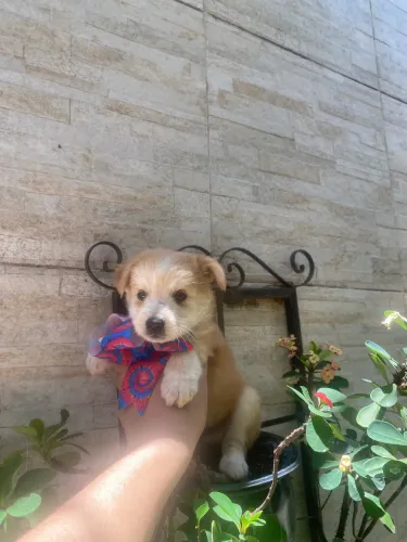 Cachorro husk laranja macho caminha brinde passo cartão