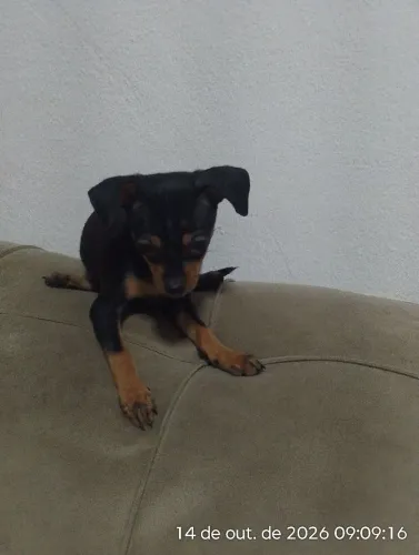 Vendo cachorro pinscher 1 macho 2 meses
