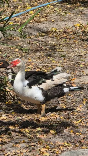 Patos machos e fêmeas pondo ovos
