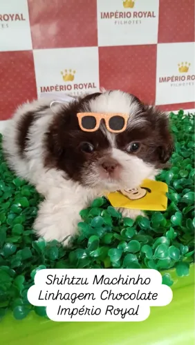 Shihtzu Machinho Branco\Chocolate Olhinhos Claros