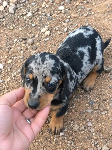 dachsund cofap salsicha