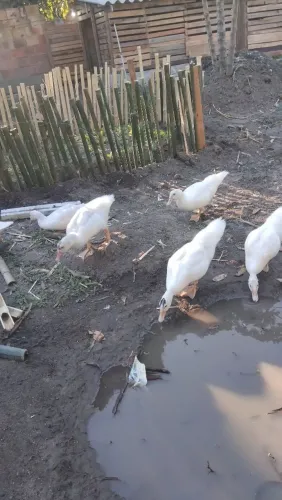 Patos medianos