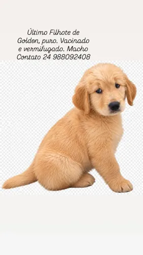Golden Retriever 