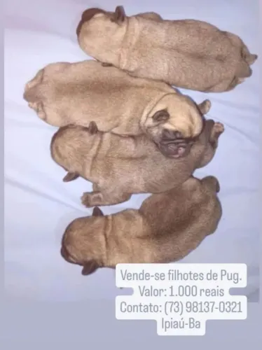 Vendo 1 filhote de Pug