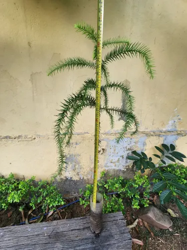 Muda de Araucária