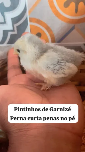Pintinhos de Garnizé de bombacha