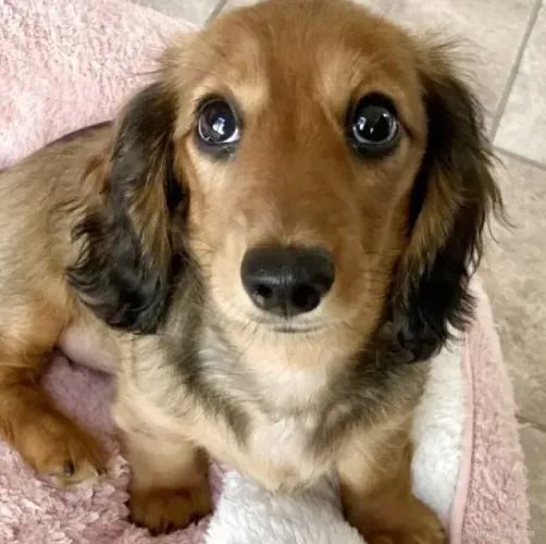 Filhotes vacinados: Teckel/Dachshund/Salsicha/Salsichinha/Basset/Cofap - Pelo longo