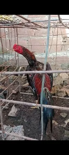 Galo