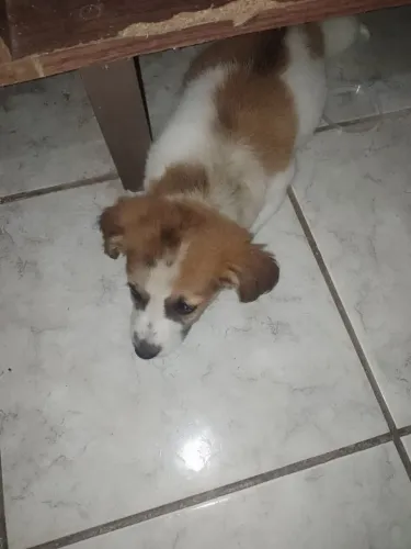 Essa linda filhote está atrás de um lá