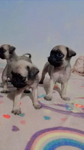 Pug filhotes